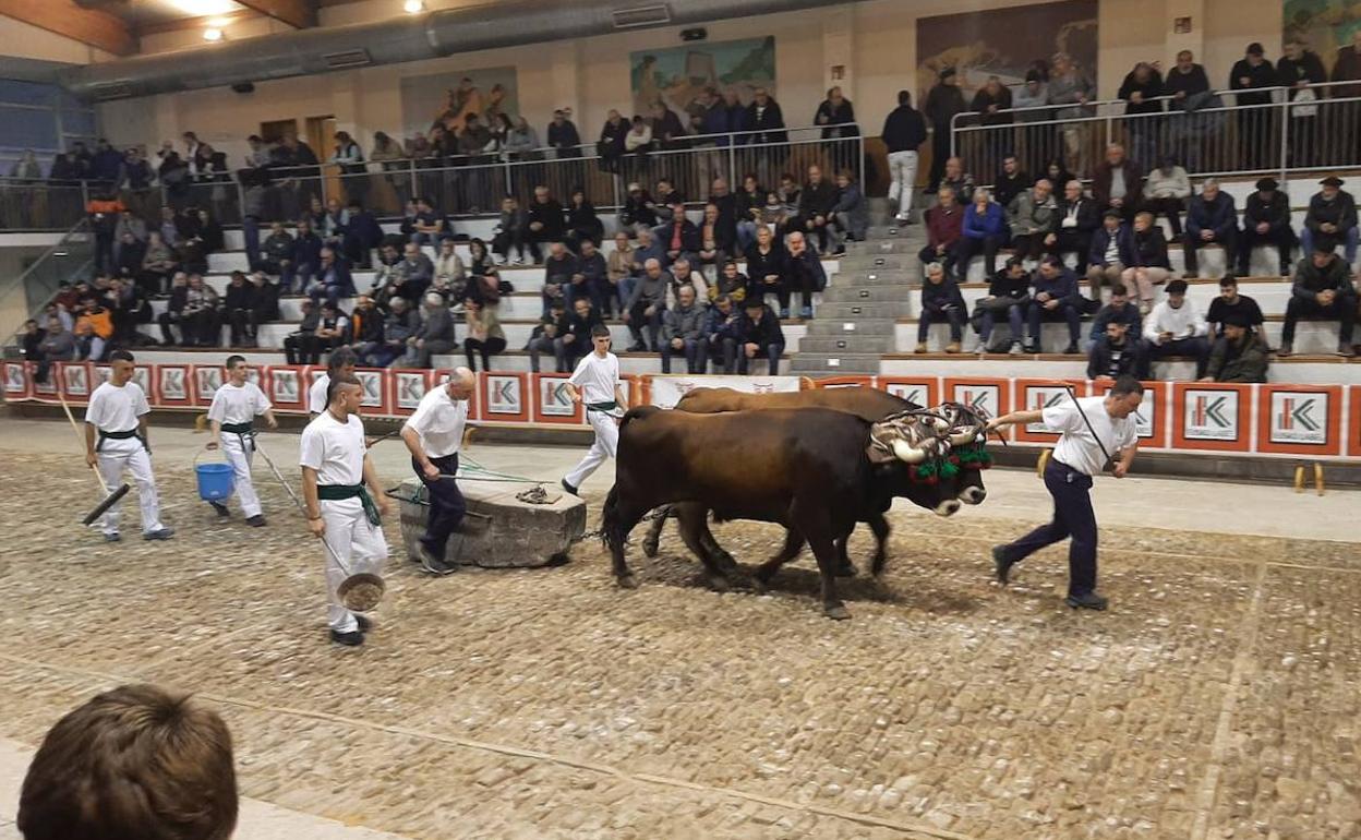 Las mejores parejas de bueyes se